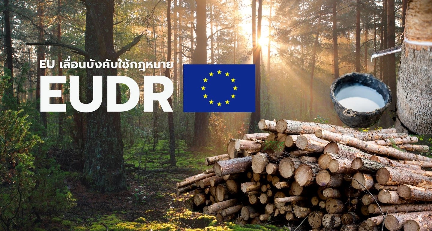 เมื่อ EU “เลื่อน” EUDR: ผู้ส่งออกยางไทยได้เวลาหายใจ แต่เกมความโปร่งใสยังเดินต่อ