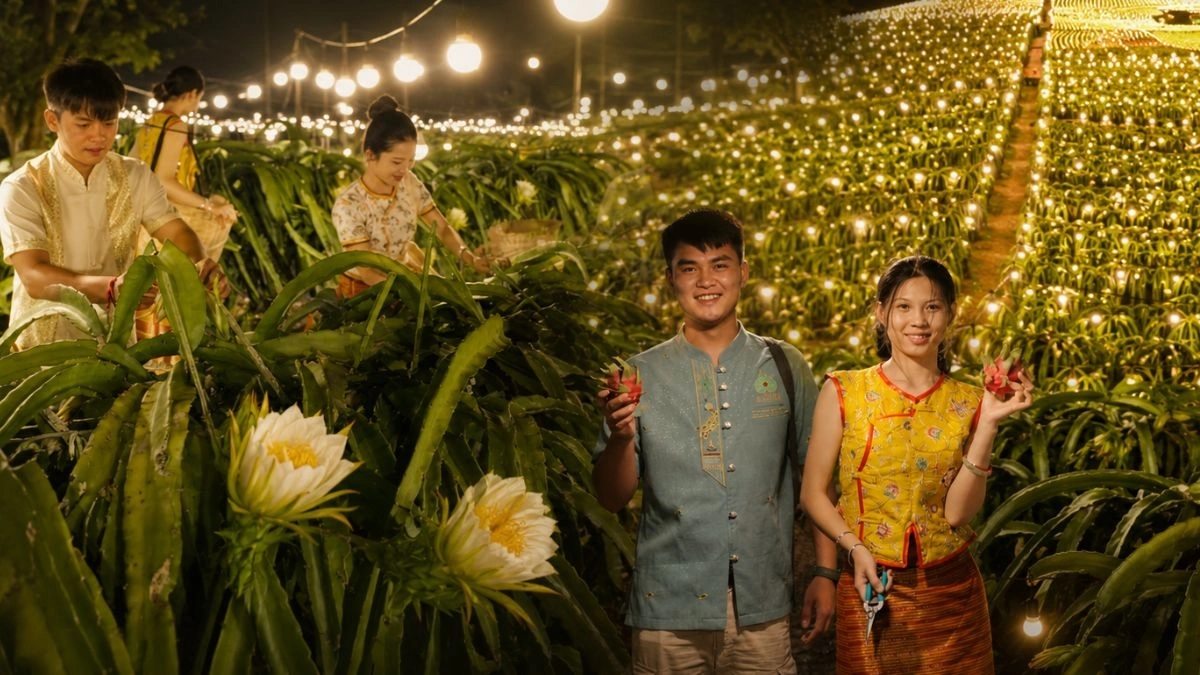 ‘สวนแก้วมังกร’ ในยูนนานสว่างไสวยามค่ำ งัดเทคนิคยืดแสงเร่งผลผลิต