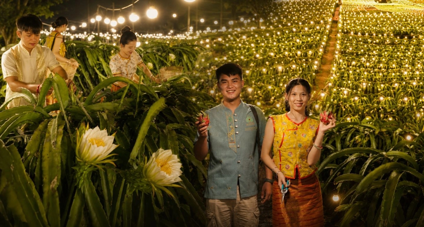 ‘สวนแก้วมังกร’ ในยูนนานสว่างไสวยามค่ำ งัดเทคนิคยืดแสงเร่งผลผลิต